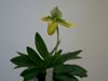 Paphiopedilum venustum var. album (Schwerter Orchideenzucht) 